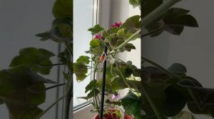 Пеларгония Ю.Домна Белотелова, плющелистная пеларгония, бугенвиллия M.Palmer