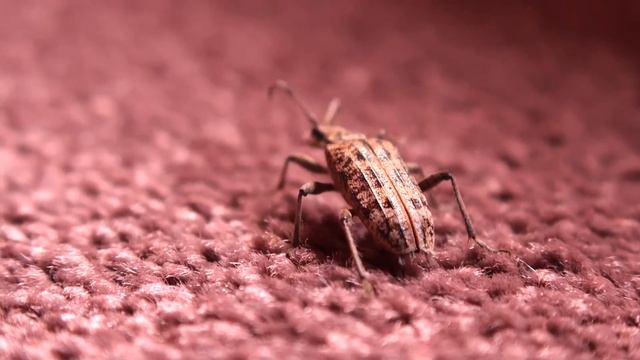 Carabus Granulatus смотреть онлайн