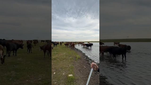 Один день жизни пастуха коров в Бурабай смотреть онлайн