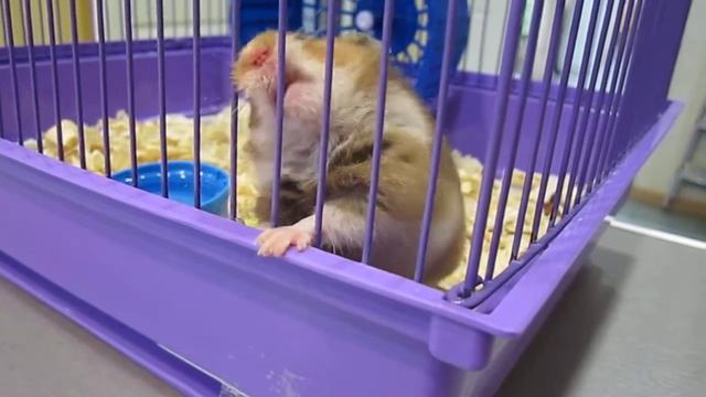 Вазген Петрович рвется на свободу! смотреть онлайн