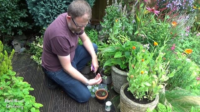 How to take Agastache Cuttings | Easy Agastache (Hyssop) Propagation | New Plants for Free смотреть онлайн