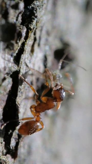 Муравьи санитары Муравьи и тля Садоводcтво  shorts