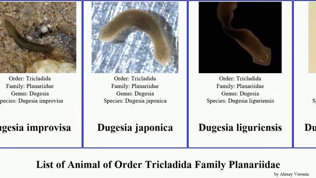 List of Animal of Order Tricladida Family Planariidae dugesia planaria arcadia salina japonica смотреть онлайн