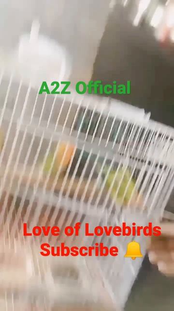 Love of Lovebirds.... смотреть онлайн