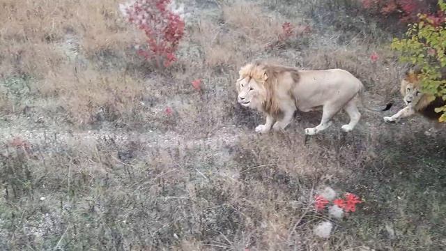 Два Алекса и Зевс. смотреть онлайн