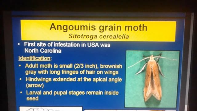 Sitotroga cerealella смотреть онлайн