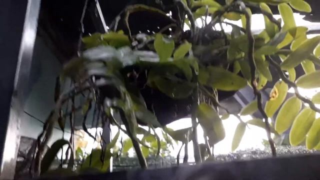 long tu trên dớn đen hiệu quả ra sao, my dendrobium primulinum on flabellulatum Adiantum смотреть онлайн