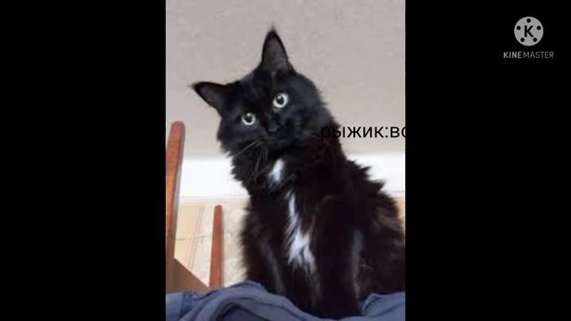 Рыжик записался в клуб смотреть онлайн