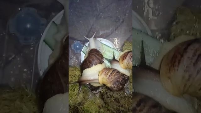 Мои любимые улитки Ахатины ужинают
