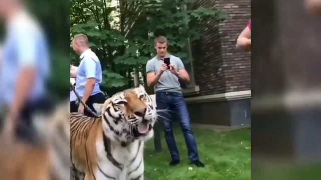 Конор с Тигром смотреть онлайн