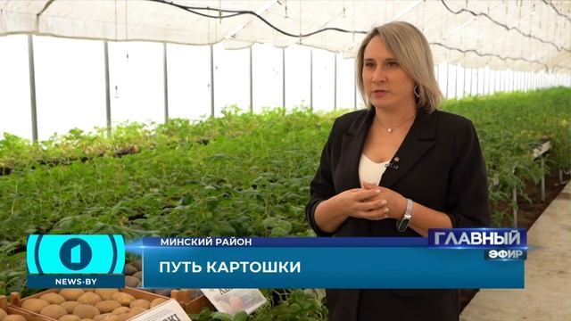 Какой путь проходит картофель, прежде чем попасть на столы белорусов? Главный эфир