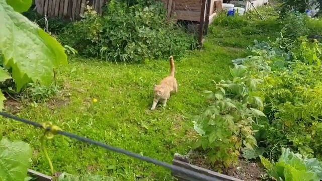 Работа на огороде в июле, продолжение смотреть онлайн