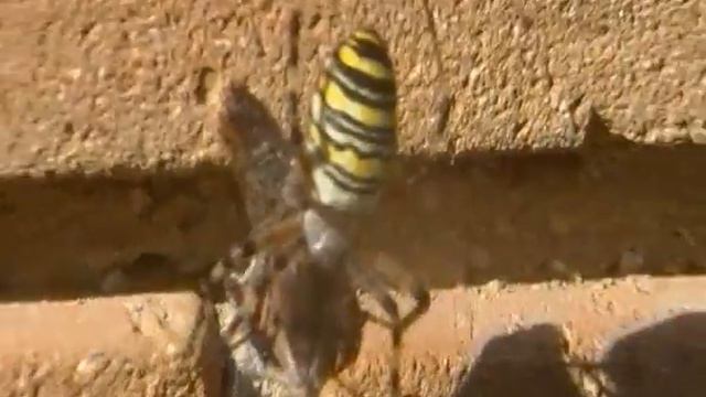 Argiope смотреть онлайн