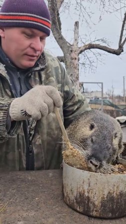 Смешавки.