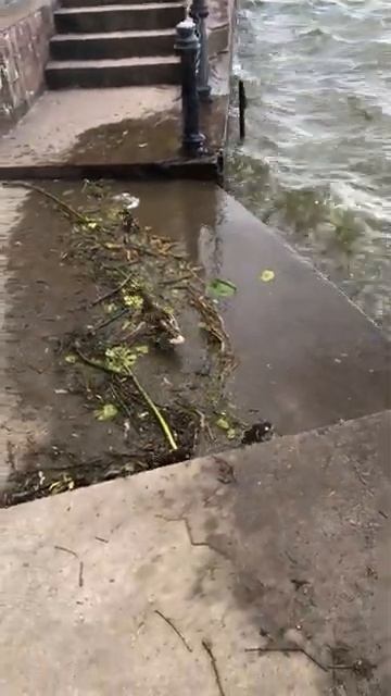 Утята и уточка #shorts #short #shortvideo смотреть онлайн