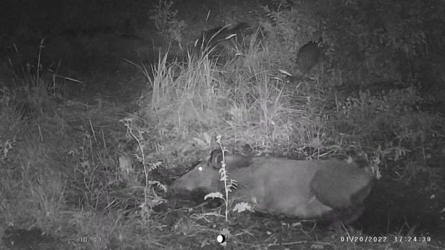 #природа#свинья на процедурах🤣 смотреть онлайн