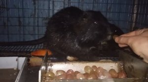 Нутрии едят виноград.