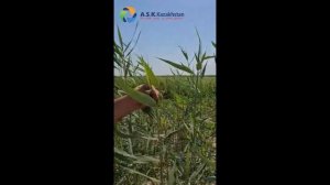 Выбор Гербицид