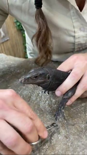 And that’s how it’s done ✅ lizard dragon learnontiktok R смотреть онлайн