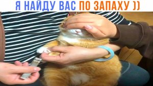 Я НАЙДУ ВАС ПО ЗАПАХУ!!  ))) Приколы с котами | Мемозг 1571