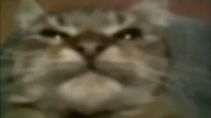 Кит ты маму мав? "Кіт ти маму мав?" 1 час Remix 2.0