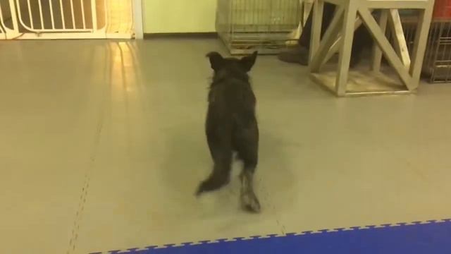 Черника была вывезена из Анапы с травмой позвоночника смотреть онлайн