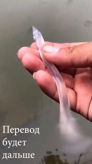 НЕ МЕНЯЙТЕ СВОЮ СУЩНОСТЬ ПОМОГАТЬ ЛЮДЯМ # ДАЖЕ ЕСЛИ ВАС УКУСИЛА ЗМЕЯ смотреть онлайн