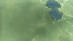 Медузы, Тунис(1)