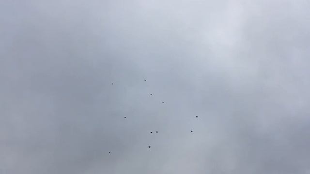 голуби.Геннадия.с.Каширское.Воронежской.обл. смотреть онлайн