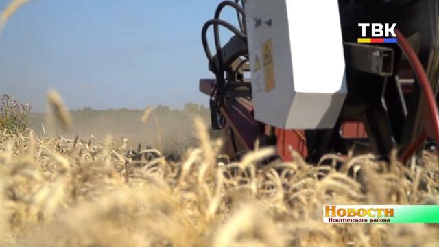 Хорошую пшеницу на месте бурьянов вырастило хозяйство в Искитимском районе