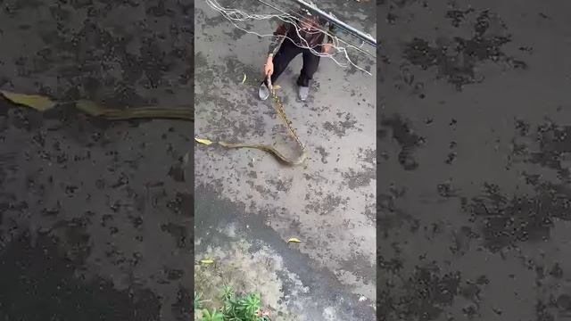 Змея в капоте смотреть онлайн