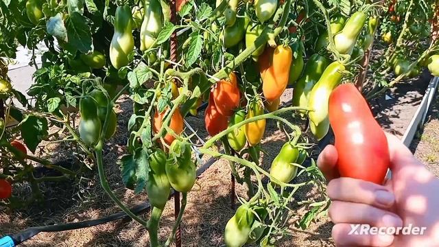 Обзор мелких сортов помидоров. Сезон 2023. смотреть онлайн