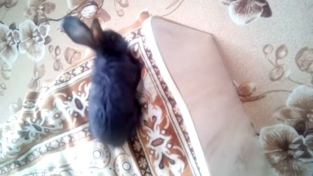 Кот и кролик смотреть онлайн