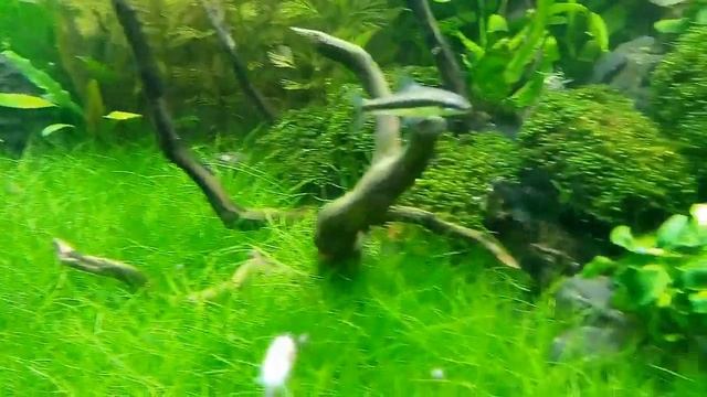 Hồ 2 tháng tuổi смотреть онлайн