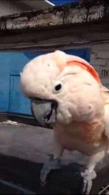 Ара смотреть онлайн