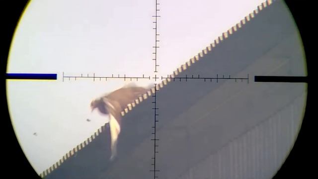Hunting crows 2022. Часть 2. Осень 2022. Кроухантинг. с пневматикой. Охота на ворону с пневматикой.