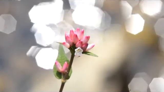 고마리 (Persicaria thunbergii) смотреть онлайн