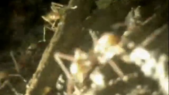 131003 - Cacao 0600 - Atta смотреть онлайн