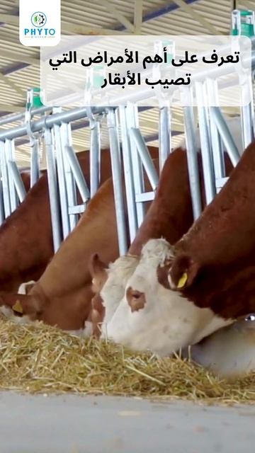 تعرف على أهم الأمراض التي تصيب الأبقار смотреть онлайн