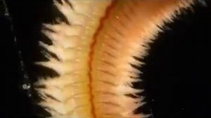 Alitta succinea Nereis polychaete 30s