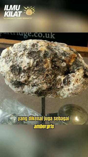 Kenapa Muntahan Paus Mahal ?? shorts