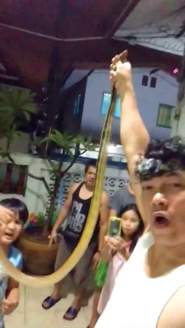 Caught A Snake Copper-headed Racer Radiated Ratsnake shorts