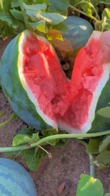 Seedless Watermelon Super Fresh satisfying shortsvideo
