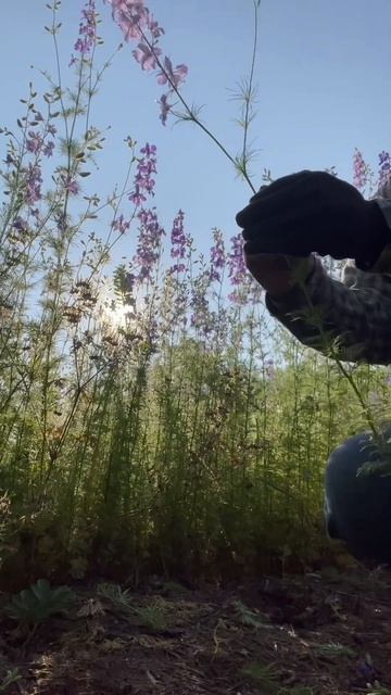 Harvesting Larkspur - see a little of our larkspur meadow & one of the many dragonflies! #cutflower смотреть онлайн