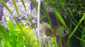 Апистограмма рамирези вуалевая