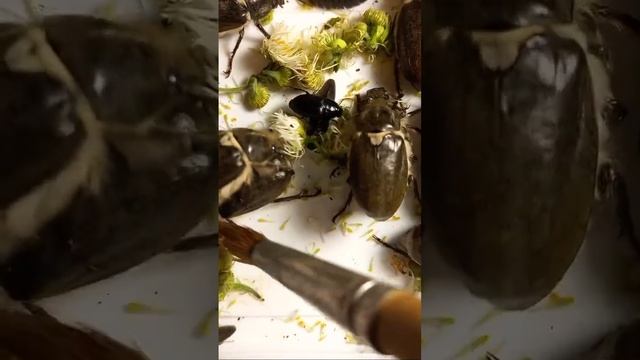 WHY 🐞BEETLES🐞 HAVE MANY MITES? Beetles Carabidae, Lucanidae, Scarabaeidae, Anoxia, ENTOMOLOGY STORY