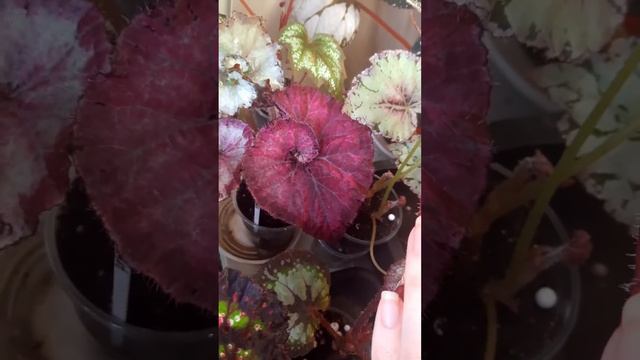 Детки бегоний набирают цвет