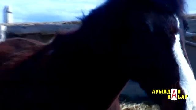 Тарбағатай ауданы смотреть онлайн