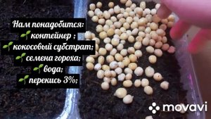 Очень простой способ Выращивание микрозелень гороха