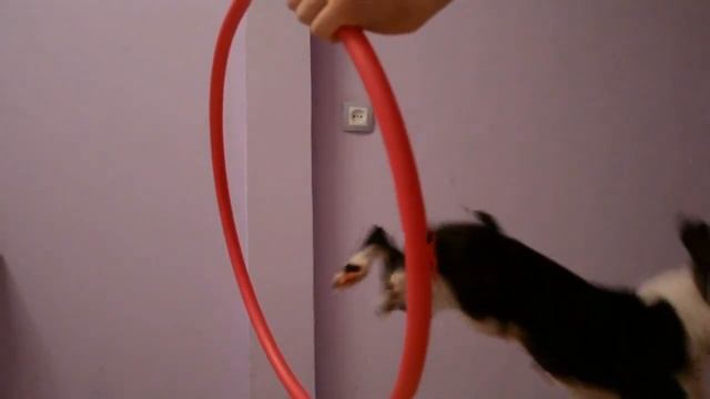 Корсоген Адвокато Истелия (Теля) выполняет команду "кольцо" смотреть онлайн